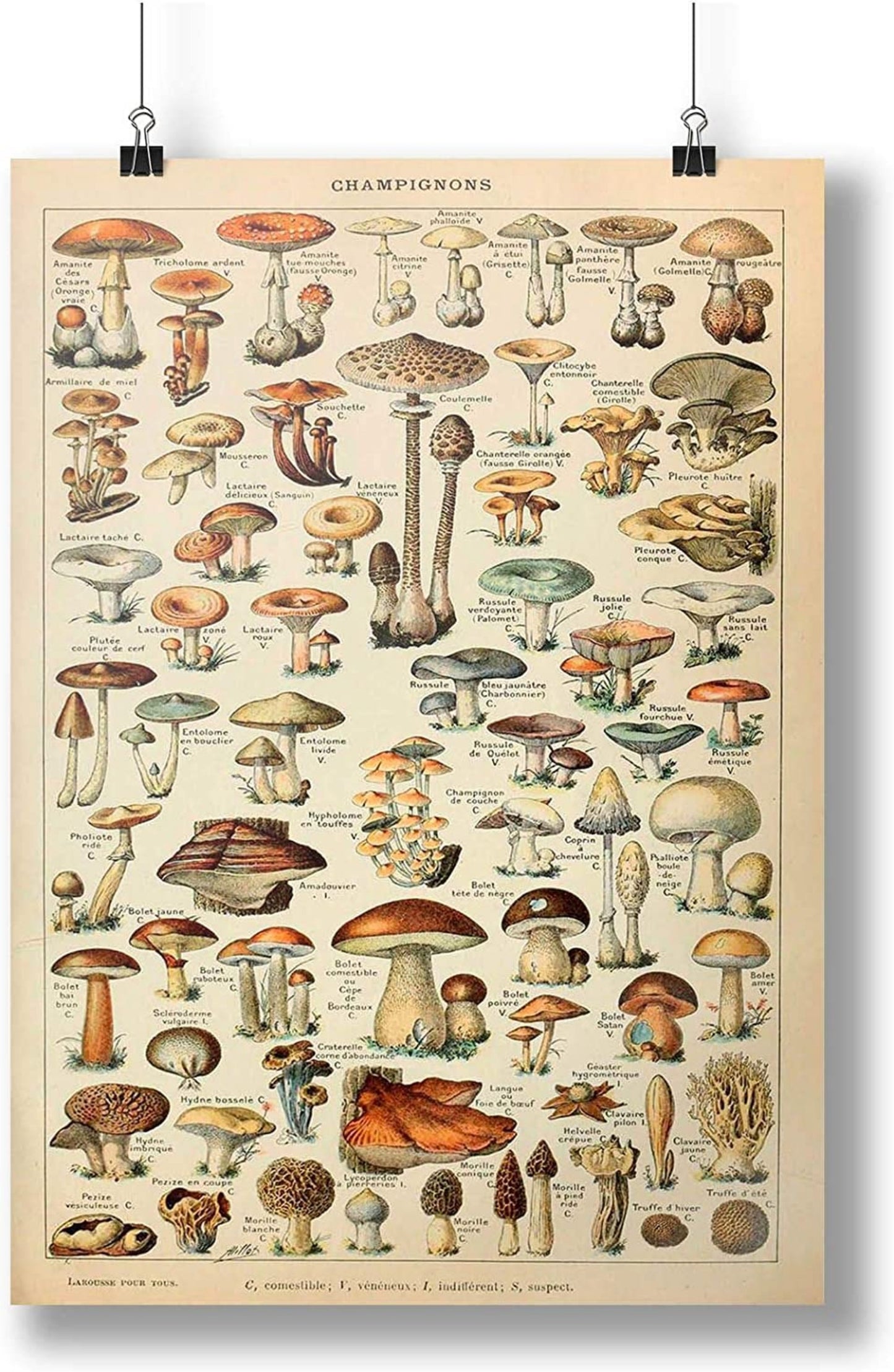Mushroom Tapestry, Plant tapestry, Botanical Vintage Tapestry , Herbs Tapestry, Champignons Chart Poster, Tapestries for Kitchen Bedroom